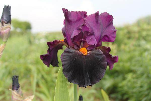 Iris barbata Dracula Kiss, Schwertlilie