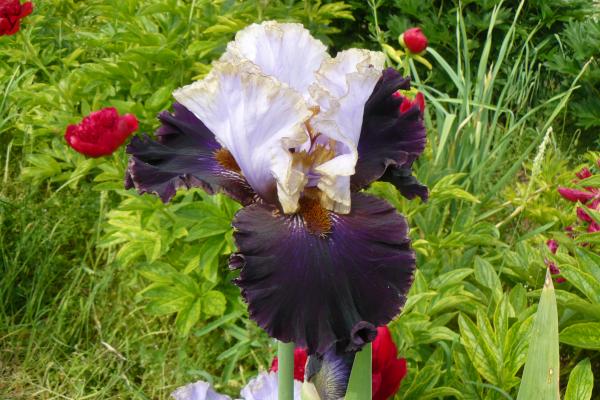 Iris barbata Edge of the World