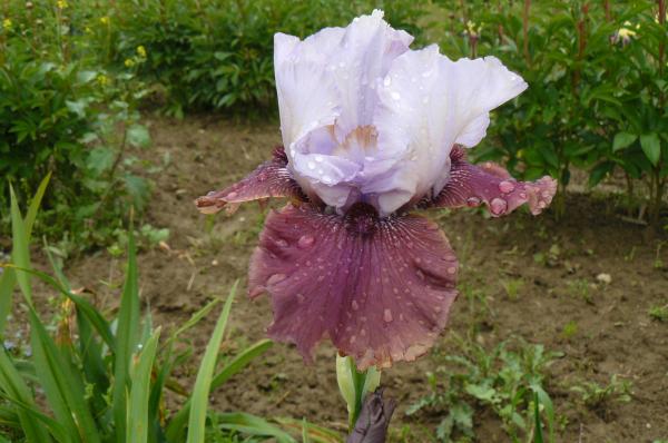 Iris barbata Electrique, Schwertlilie