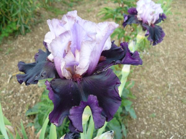 Iris barbata Evening Drama, Schwertlilie