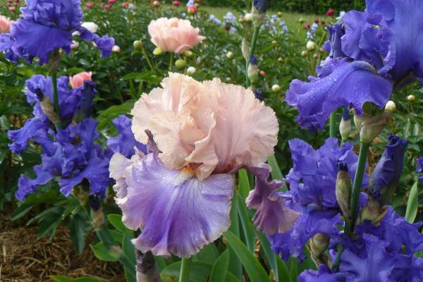 Iris barbata Florentin Silk Schwertlilie