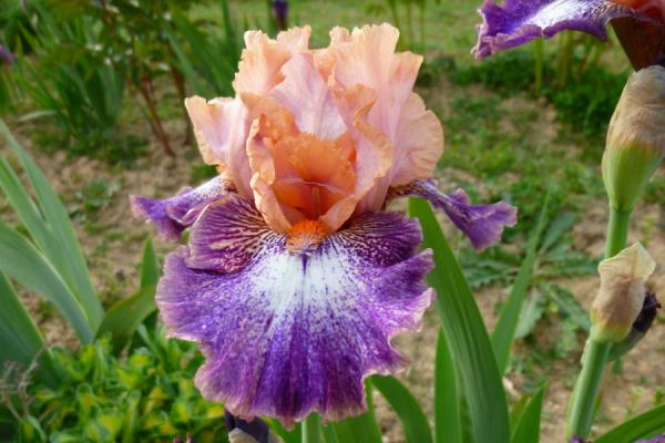 Iris barbata Flying Circus, Schwertlilie