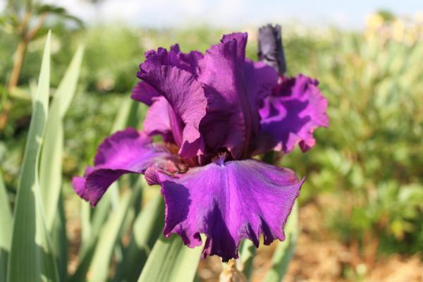 Iris barbata Gabriele Menke