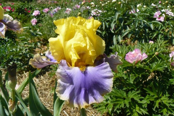 Iris barbata Gambling Man Schwertlilie