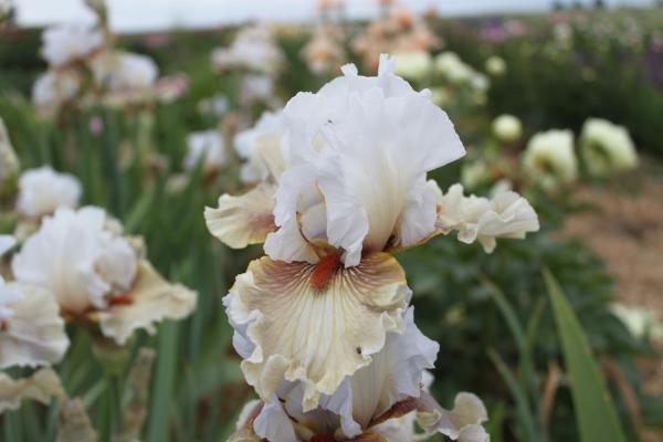 Iris barbata Guatemala, Schwertlilie