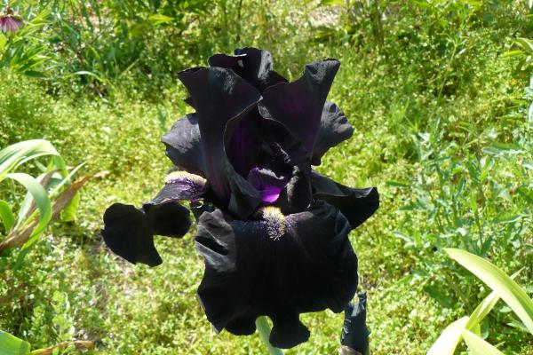 Iris barbata Here comes the Night