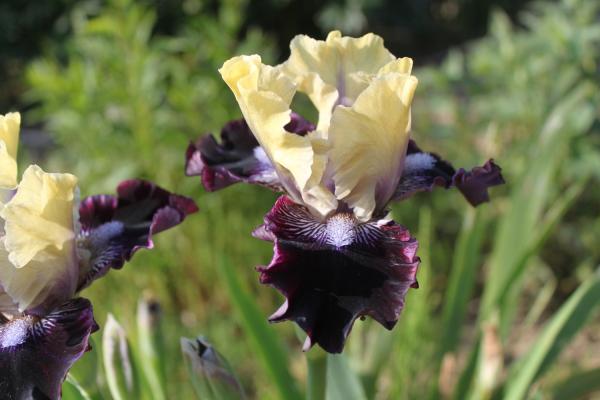 Iris barbata I'm Wicked, Schwertlilie