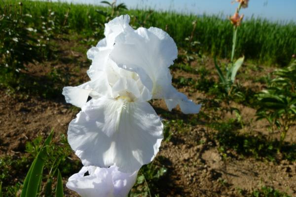 Iris barbata Immortality, Schwertlilie