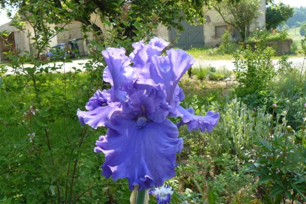 Iris barbata Java Bleu, Schwertlilie