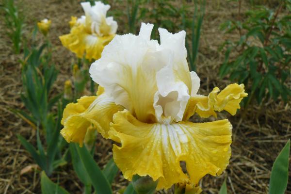 Iris barbata Joviality Schwertlilie