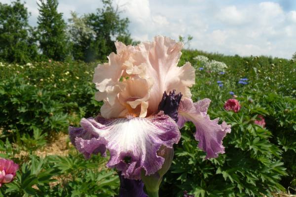 Iris barbata Leipziger Serenade Schwertlilie