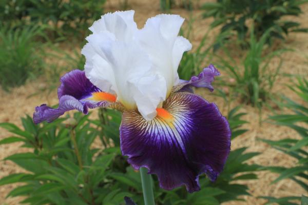 Iris barbata Leipziger Tanzgirl, Schwertlilie