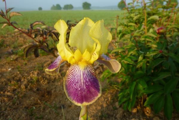Iris barbata Loreley