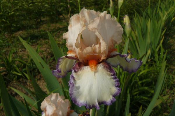 Iris barbata Lumarco, Schwertlilie