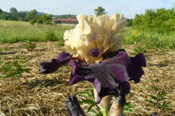 Iris barbata Lydia Schimpf Schwertlilie