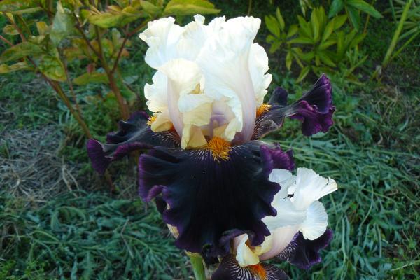 Iris barbata Main Street, Schwertlilie