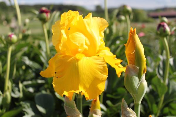 Iris barbata Miltitzer Gold, Schwertlilie