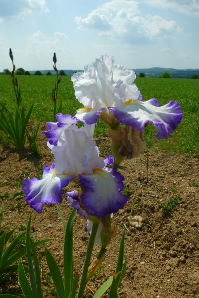 Iris barbata Miltitzer Tanzparty