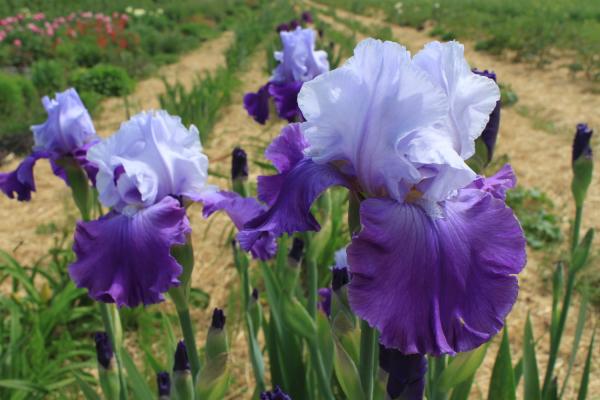Iris barbata Miltitzer Neglecta, Schwertlilie
