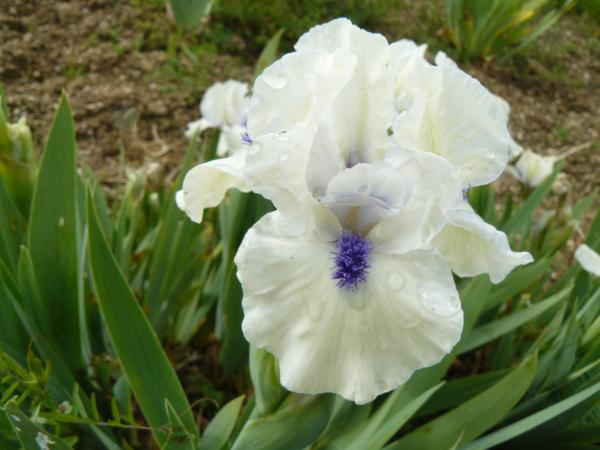 Iris barbata Nana Bluebeard´s Ghost, Schwertlilie