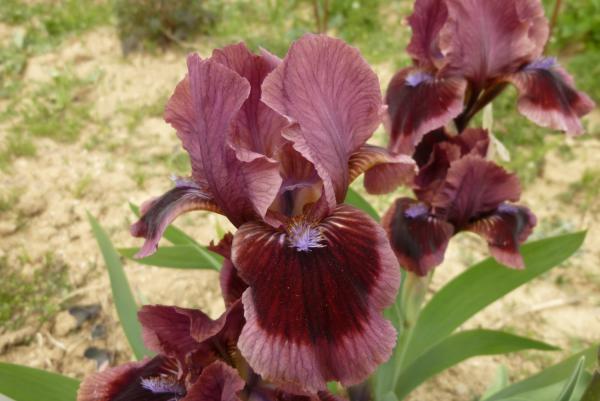 Iris barbata Nana Cat`s Eye, Zwergiris