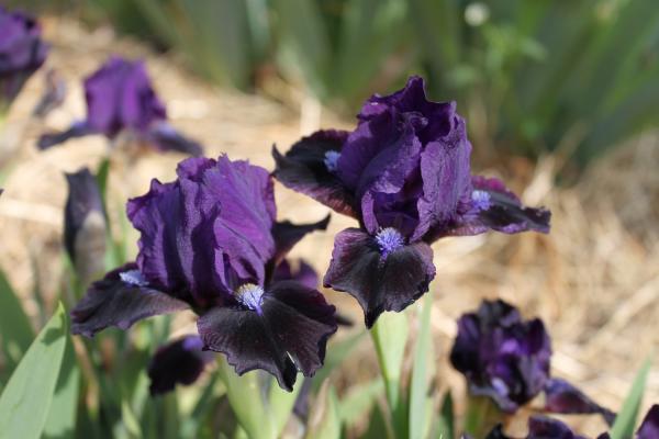Iris barbata Nana Dark Vader