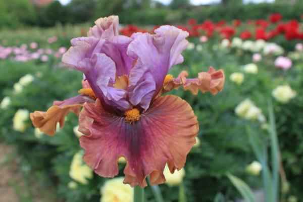 Iris barbata Nelly Tardivier, Schwertlilie