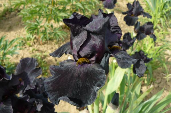 Iris barbata Old Black Magic