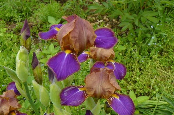 Iris barbata Peebee and Jay, Schwertlilie