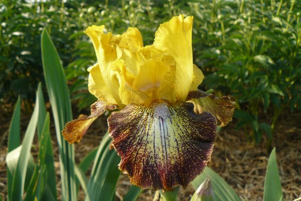 Iris barbata Petit Tigre, Schwertlilie