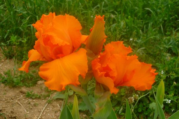 Iris barbata Poil de Carotte