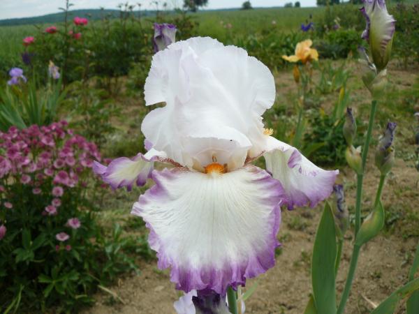 Iris barbata Ravissant, Schwertlilie