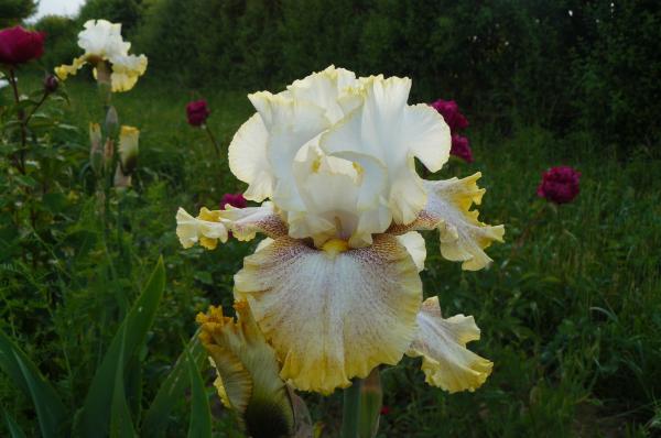 Iris barbata Ring around Rosie, Schwertlilie
