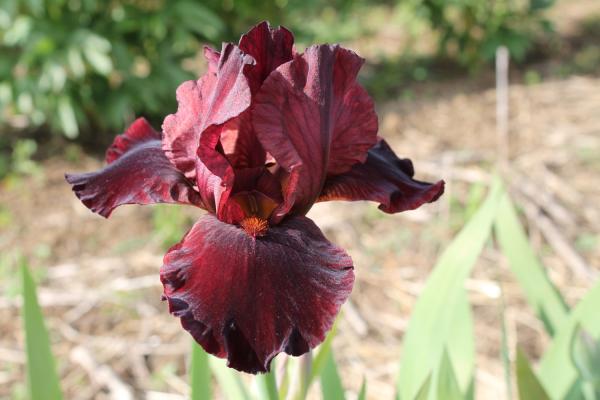 Iris barbata Rip City, Schwertlilie