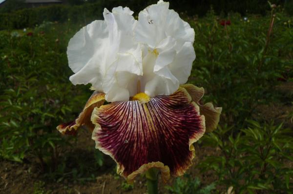 Iris barbata Scatterbrain, Schwertlilie