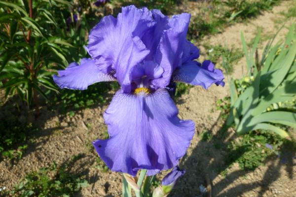 Iris barbata Special Feature, Schwertlilie