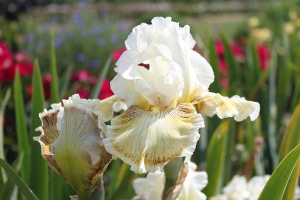Iris barbata Spring Madness, Schwertlilie