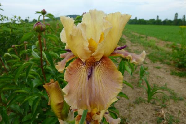 Iris barbata Thornbird, Schwertlilie