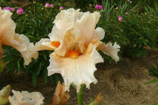 Iris barbata Tropical Passion, Schwertlilie