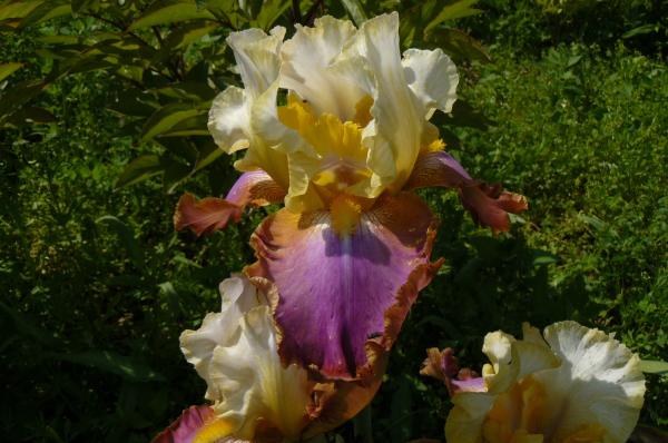 Iris barbata Voyager Schwertlilie