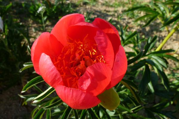 Pfingstrose Otto Froebel, Paeonia peregrina