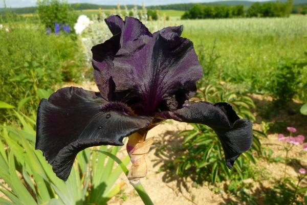Iris barbata Before the Storm, Schwertlilie