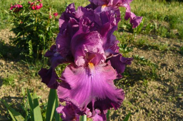 Iris barbata Euphorie Schwertlilie