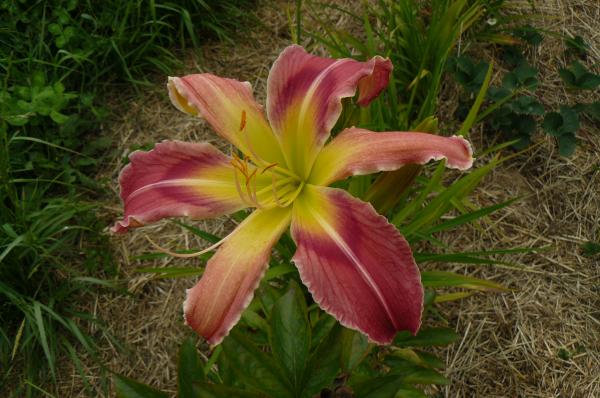 Hemerocallis Soschön, Taglilie