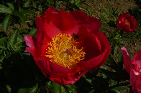 Pfingstrose Flame, Paeonia Hybride