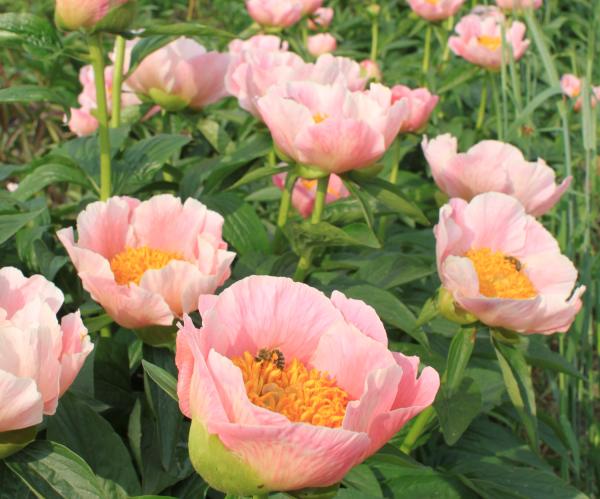 Pfingstrose Gedenken, Paeonia Hybride