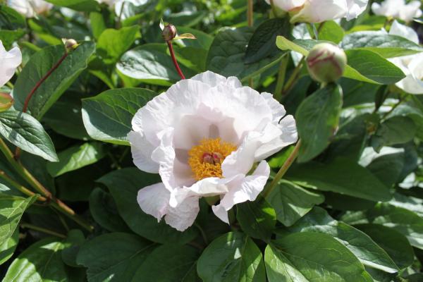 Pfingstrose Lovebirds, Paeonia Hybride