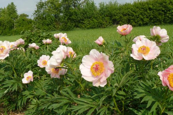 Pfingstrose Nosegay, Paeonia Hybride