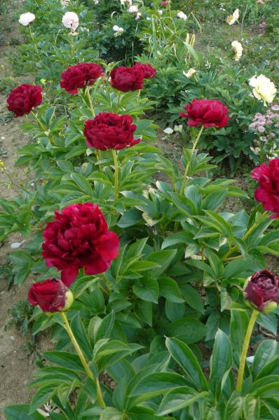 Pfingstrose Old Faithful, Paeonia Hybride