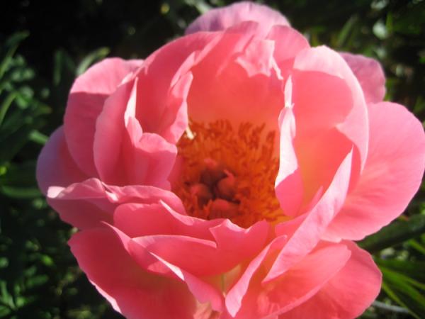Pfingstrose Pink Hawaiian Coral, Paeonia Hybride - Kopie